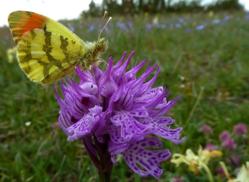 Farfalle e orchidee